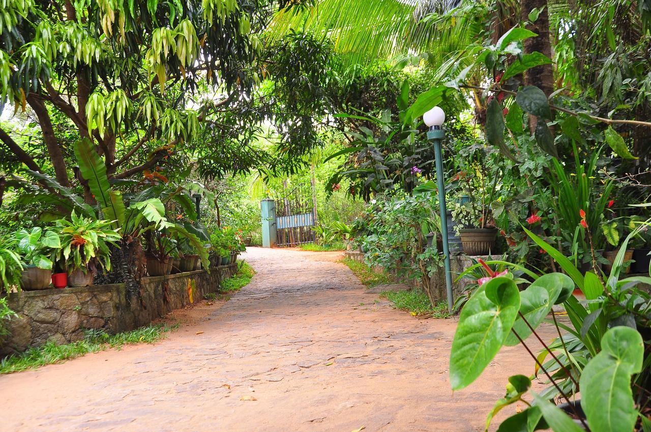 Sigiri Rock Side Home Stay Sigiriya Exterior foto